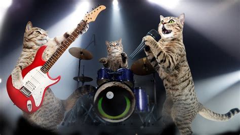 What Kind of Music Do Cats Like and Other Cat-Related Musical Musing